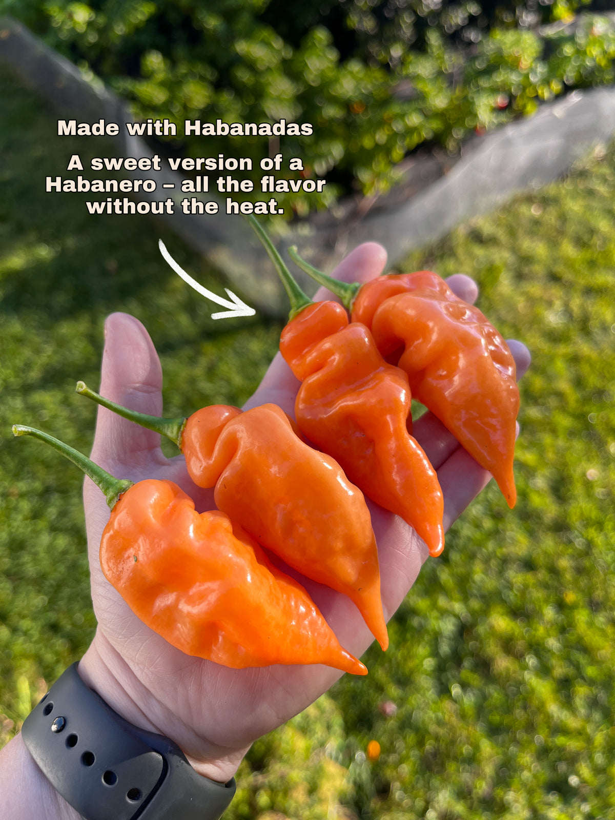 SAUCE FOR EVERYONE (NO HEAT)