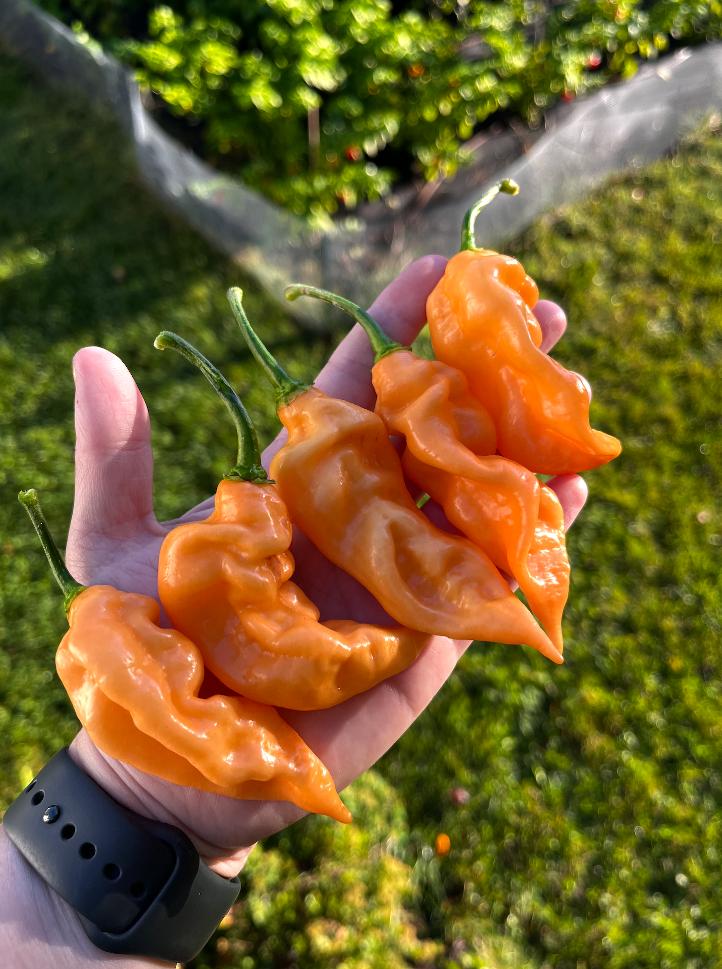 SPRING STING HOT SAUCE