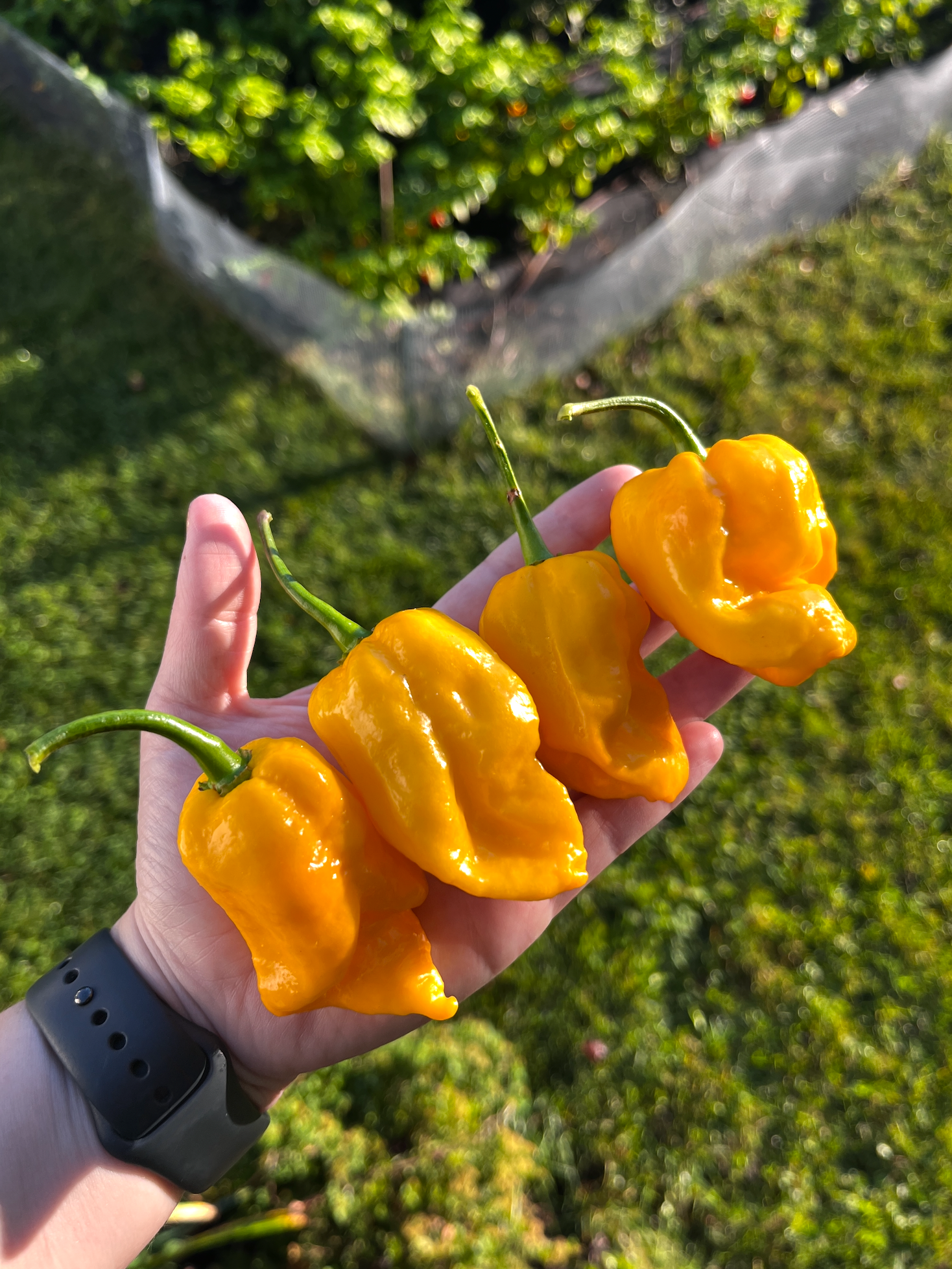 SPRING STING HOT SAUCE